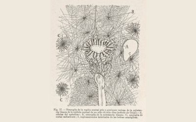 cervello, progenitori neurali, neuroni