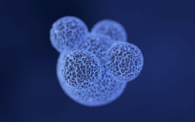 cellule staminali, organoidi, ricerca